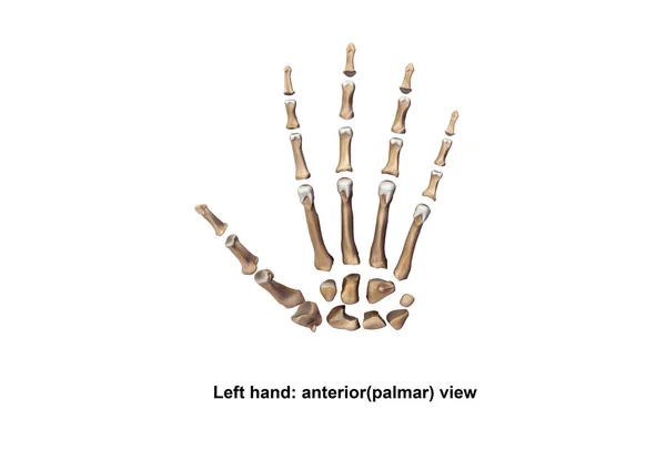 Linke vordere Hand (Handfläche)) — Stockfoto