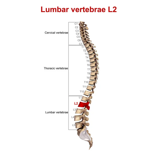 Vertebral Column Lateral — Stock Image Vertebral Column Lateral Stock Image
