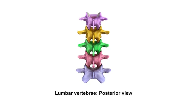 Vertebral Column Lateral — Stock Image Vertebral Column Lateral Stock Photo