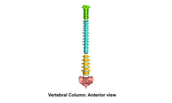Vertebral Column Lateral — Stock Image Vertebral Column Lateral Stock Picture