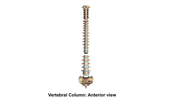 Vertebral Column Lateral — Stock Image Vertebral Column Lateral Stock Photo
