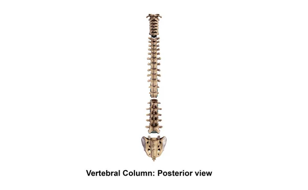 Vertebral Column Lateral — Stock Image Vertebral Column Lateral Stock Image