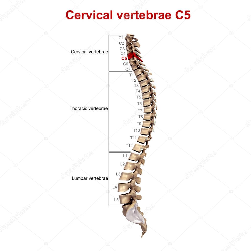 Cervicle vertebrae 3d