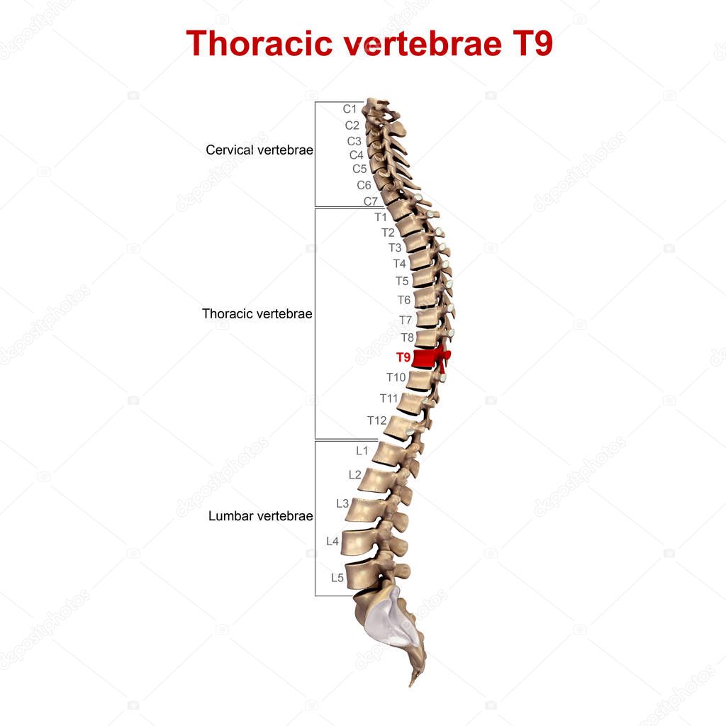 3d Thoracic vertebrae