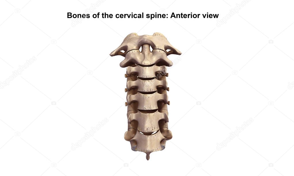 Cervicle vertebrae 3d