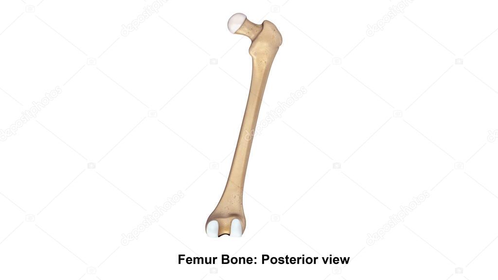 Human Femur bone 