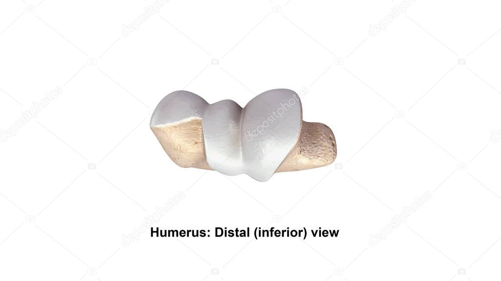Humerus Distal inferior