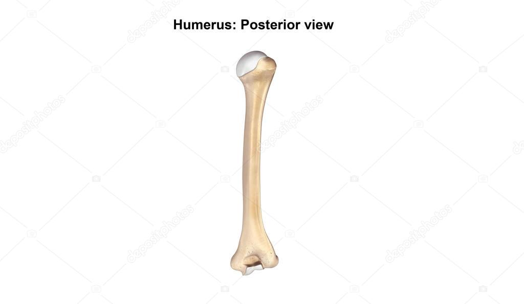 Humerus Distal inferior