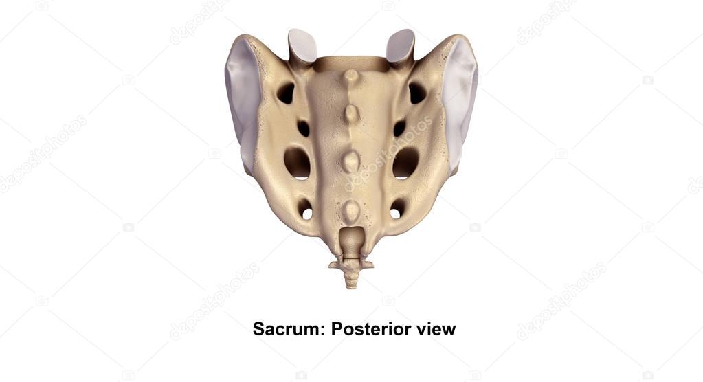 human sacrum bone