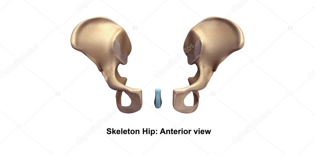 Skeleton hip illustration