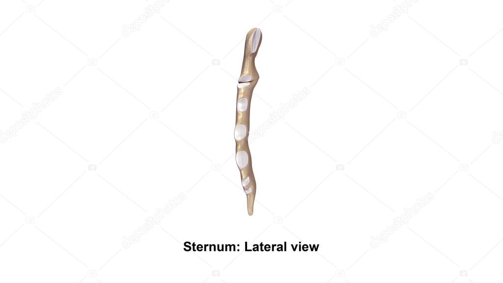 Human Sternum bone