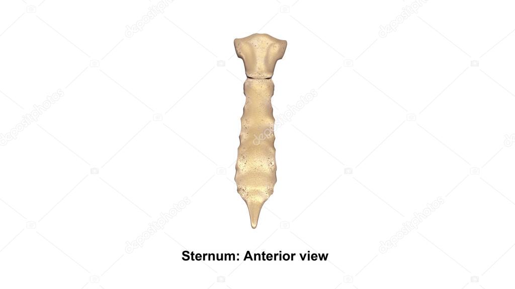 Human Sternum bone