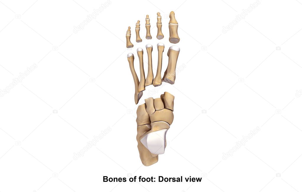 Skeleton Foot Planter view