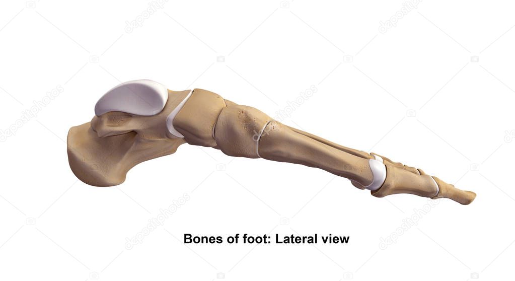 Skeleton foot with ligaments side 