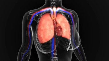 kadın İnsan kalp Akciğerler