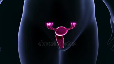 kadın üreme organları