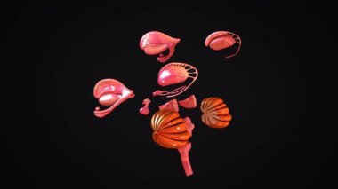 insan beyninin animasyon