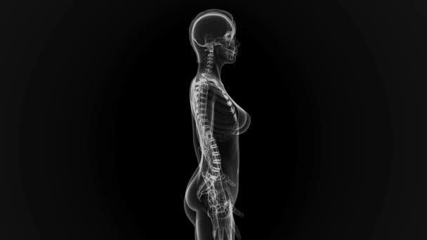 Vrouwelijk lichaam scannen in lus — Stockvideo