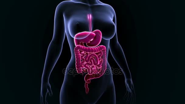 Eingeweide und Magen des menschlichen Verdauungssystems — Stockvideo