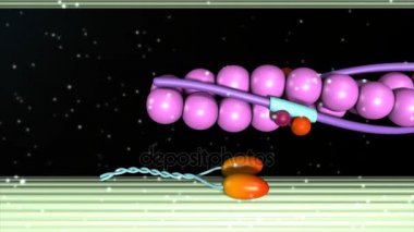 İnsan kalsiyum troponin yayın