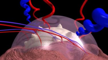 3D Cytotrophoblastic kabuk  