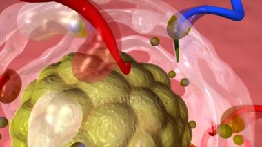 3D Cytotrophoblastic kabuk  
