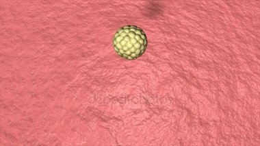 döllenmiş yumurta animasyon