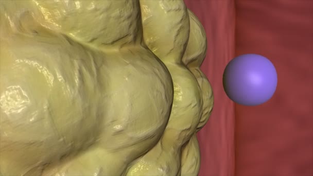Анимация оплодотворенной яйцеклетки — стоковое видео