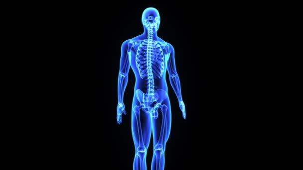 Body with skeleton animation — Stock Video