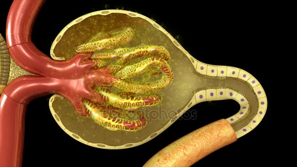 Funcionamiento del nefrón. concepto de medicina — Vídeo de stock
