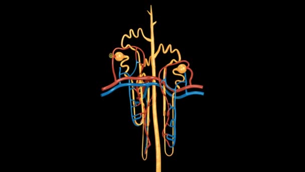 Λειτουργία νεφρώνα. ιατρική έννοια — Αρχείο Βίντεο