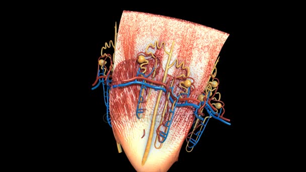 Fonctionnement du néphron. concept de médecine — Video