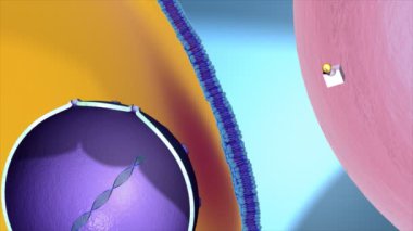 Steroid hormonlar mekanizması