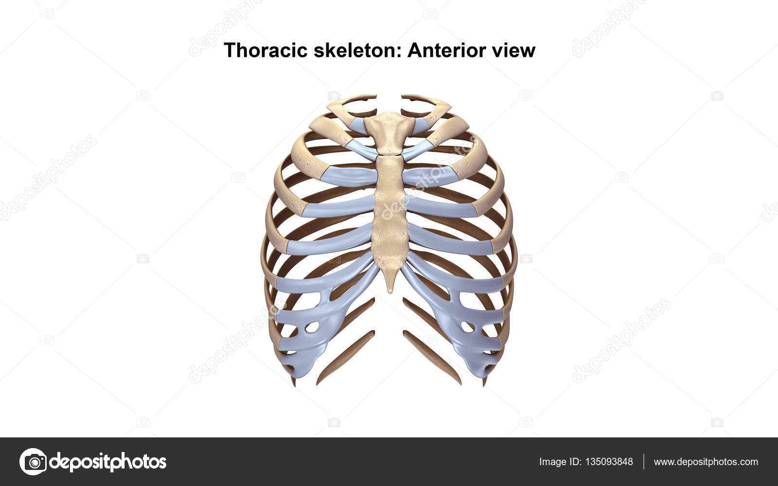 Thoracic Skeleton Lateral view Stock Photo by ©sciencepics 135093848