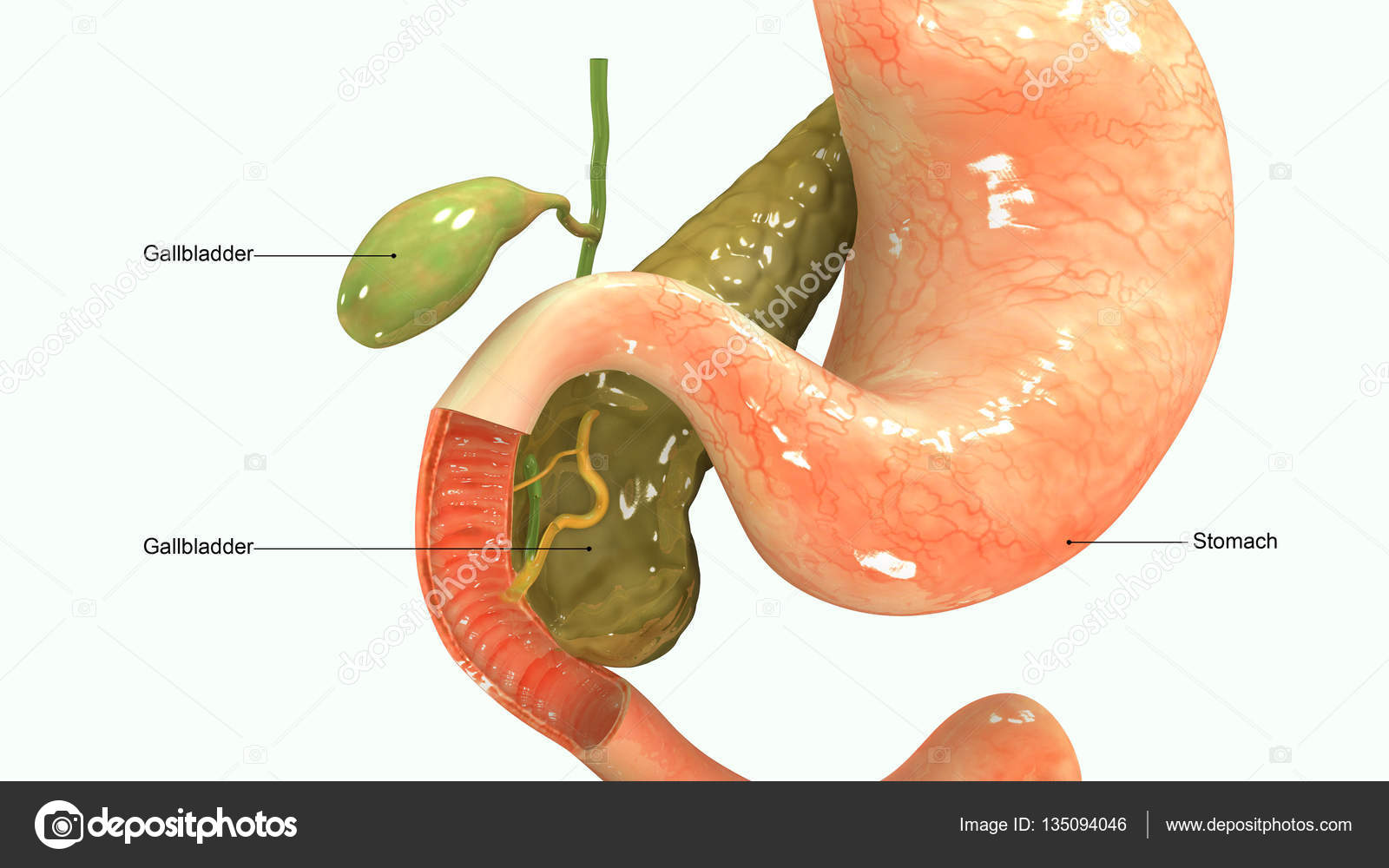желчь в желудке лекарства. удален желчный желчь в желудке. удален желчный желчь в желудке. дуоденальное билиарный рефлюкс. желчный пузырь система органов и функции.