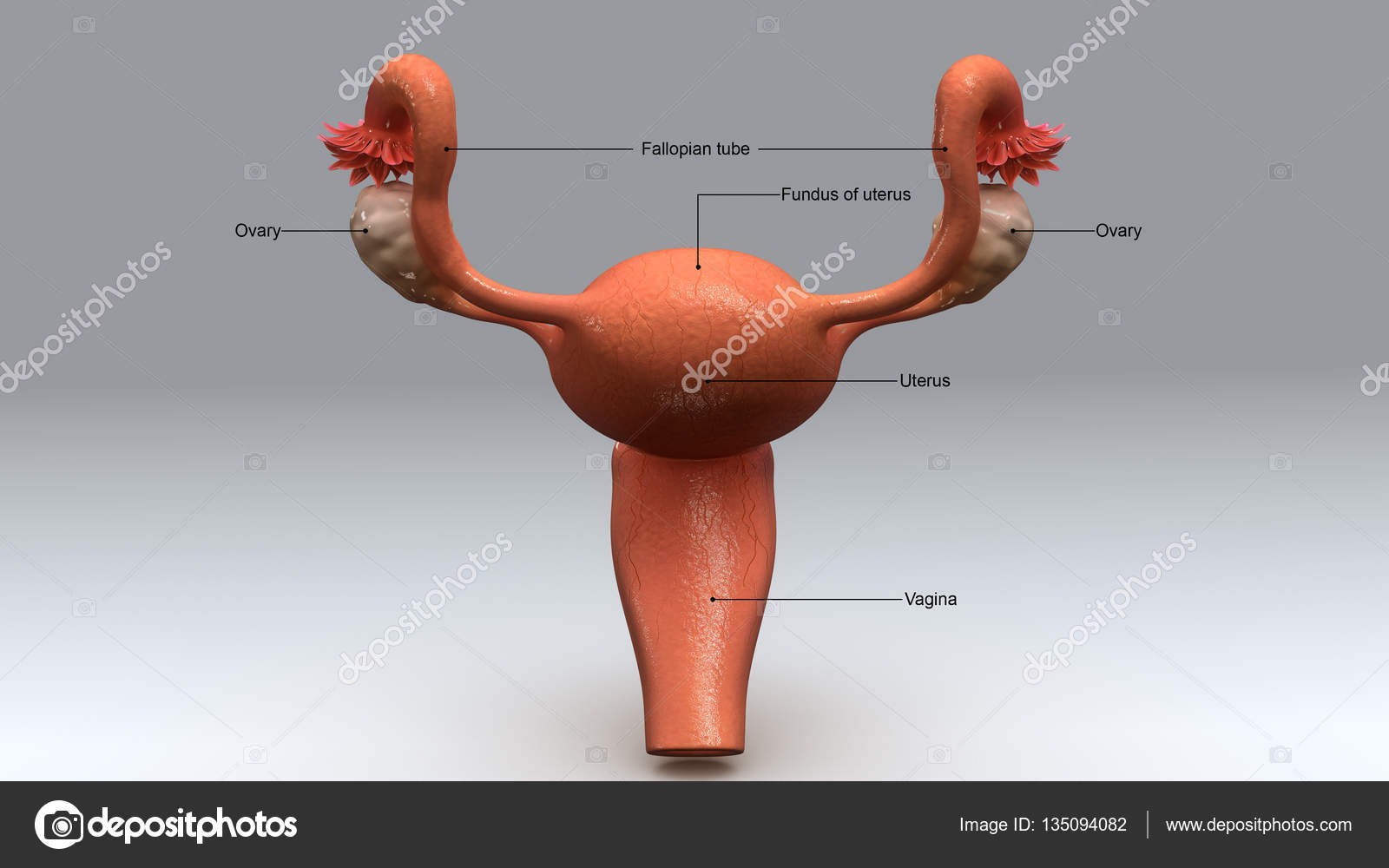 子宫内膜组织3D模型 - TurboSquid 1055039