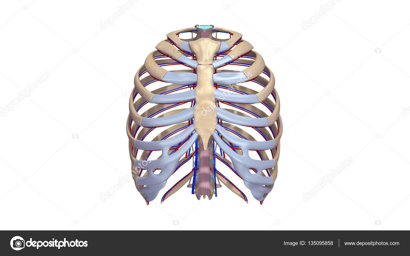 Ribs with Ligments and nerves Stock Photo by ©sciencepics 135095858