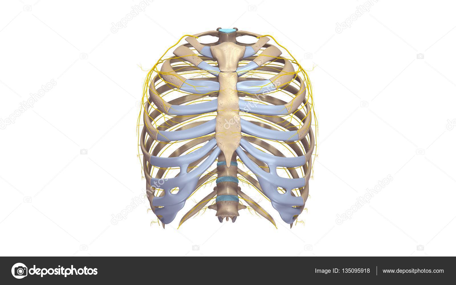 килевидная грудная клетка патология. ребра человека анатомия. воронкообразная деформация грудной клетки 1 ст. килевидная деформация грудной клетки.