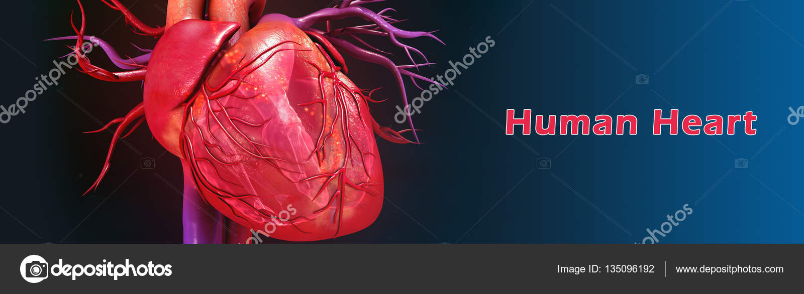 Heart anatomy illustration Stock Photo by ©sciencepics 135096192
