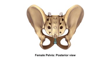 İnsan Pelvis iskelet