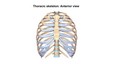 Thoracic Skeleton Lateral view clipart