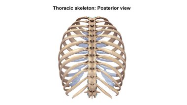 Torasik iskelet Lateral görünüm