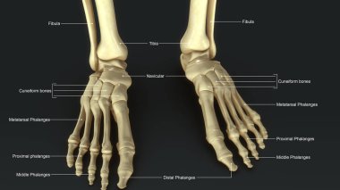 İskelet ayak bağ ile