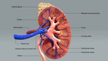 İnsan böbrek, insan anatomisi