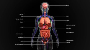 insan anatomisi illüstrasyon