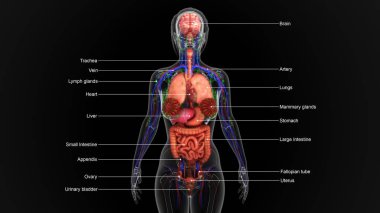 Human Anatomy illustration