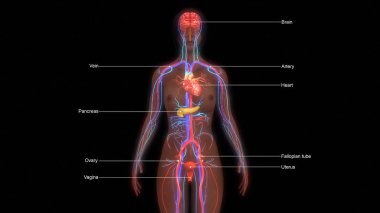insan anatomisi illüstrasyon