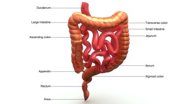 Large Intestines Section