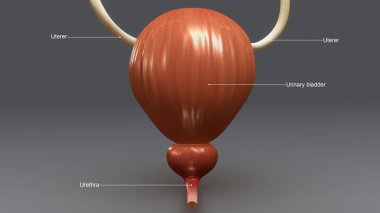 İdrar kesesi anatomisi