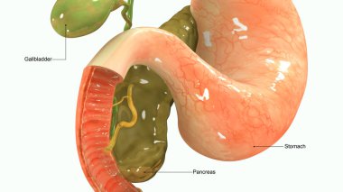 Pancreas 3d illustration clipart